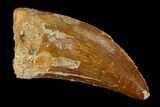 Carcharodontosaurus Tooth - Real Dinosaur Tooth #131251-1